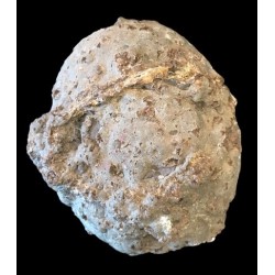 Lithophyse / Etats-Unis / Richardson Ranch