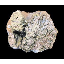 Variscite / Etats-Unis / Clay Canyon